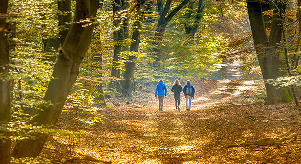 marcheurs dans un forêt en automne